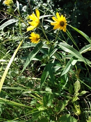 Helianthus pauciflorus