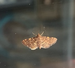 Anageshna primordialis