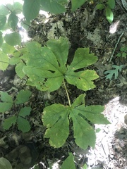 Podophyllum peltatum