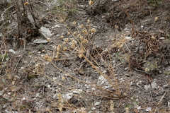 Heracleum grandiflorum