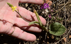 Bulbine