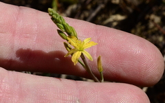 Bulbine