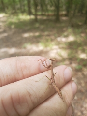 Stagmomantis carolina