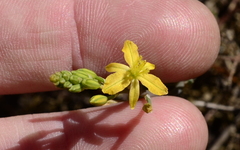 Bulbine
