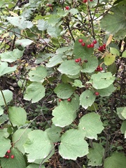 Viburnum edule
