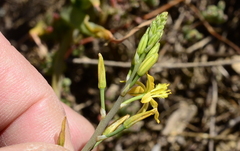Bulbine