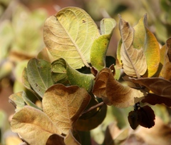 Combretum