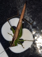 Conocephalus fasciatus