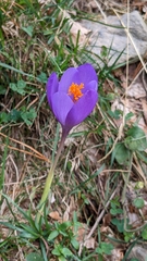 Crocus nudiflorus