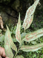 Phanerophlebia