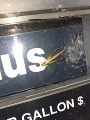 Conocephalus fasciatus