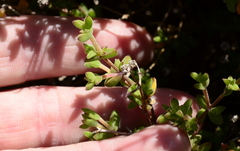 Drosanthemum parvifolium