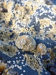 Hexanauplia