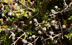 Drosanthemum parvifolium