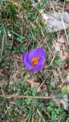 Crocus nudiflorus