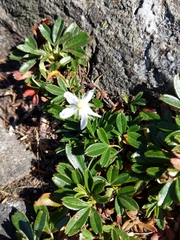 Sibbaldiopsis tridentata