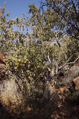 Combretum