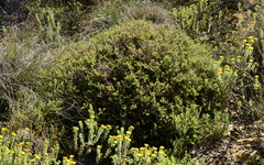Drosanthemum parvifolium
