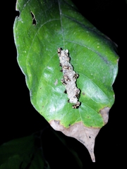 Ropalidia cyathiformis