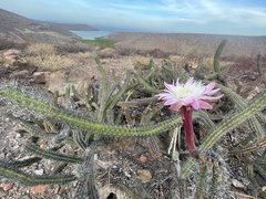 Stenocereus gummosus