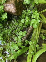 Chrysosplenium americanum