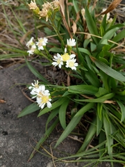 Solidago ptarmicoides