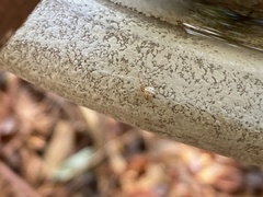 Latrodectus hesperus