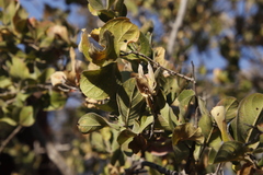 Combretum