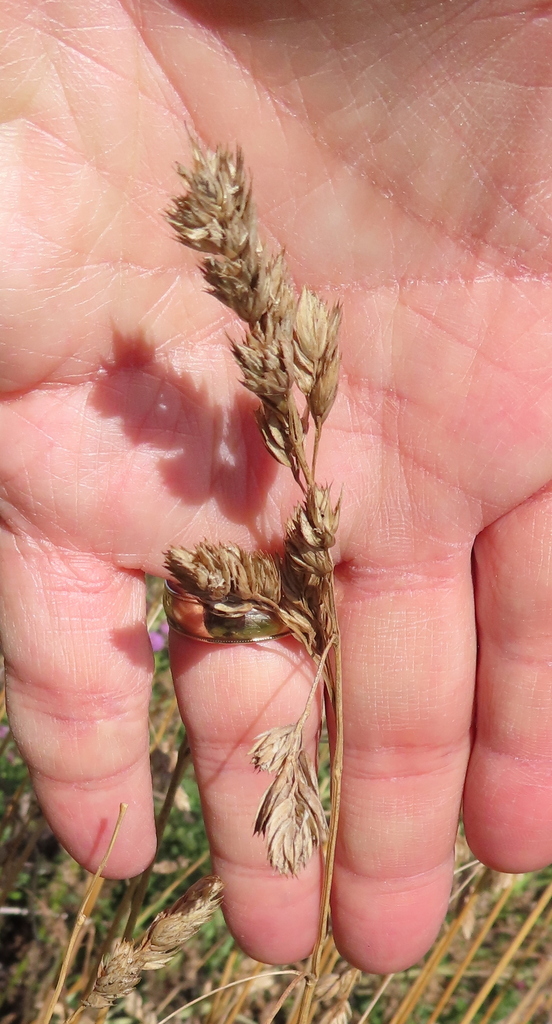 orchard grass from Culloden Moor, Inverness IV2 5EU, UK on September 01