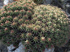 Euphorbia pulvinata