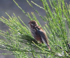 Emberiza schoeniclus