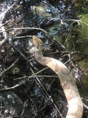 Nerodia fasciata