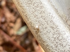 Latrodectus hesperus