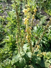 Verbascum nigrum
