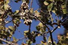 Combretum