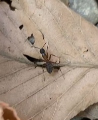 Camponotus chromaiodes