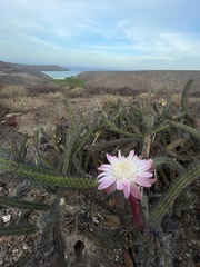 Stenocereus gummosus