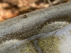 Latrodectus hesperus