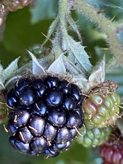 Rubus armeniacus