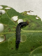 Spodoptera eridania