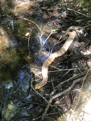 Nerodia fasciata
