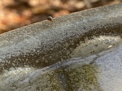Latrodectus hesperus