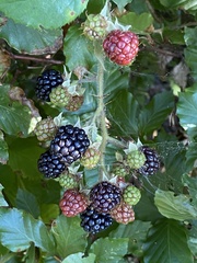 Rubus armeniacus
