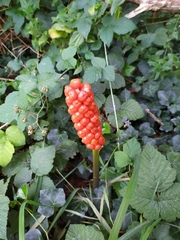 Arum italicum