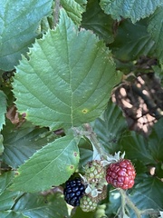Rubus armeniacus