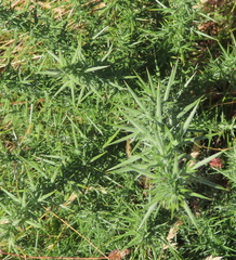 Ulex europaeus
