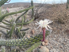 Stenocereus gummosus