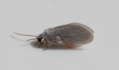 Coniopterygidae