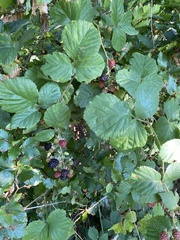 Rubus armeniacus