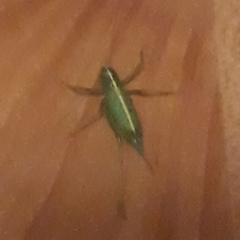 Meconema meridionale